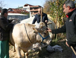 Kurban kesmeye karşı olan sanatçı!