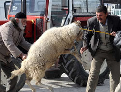 Kurban pazarında büyüklük yarışı